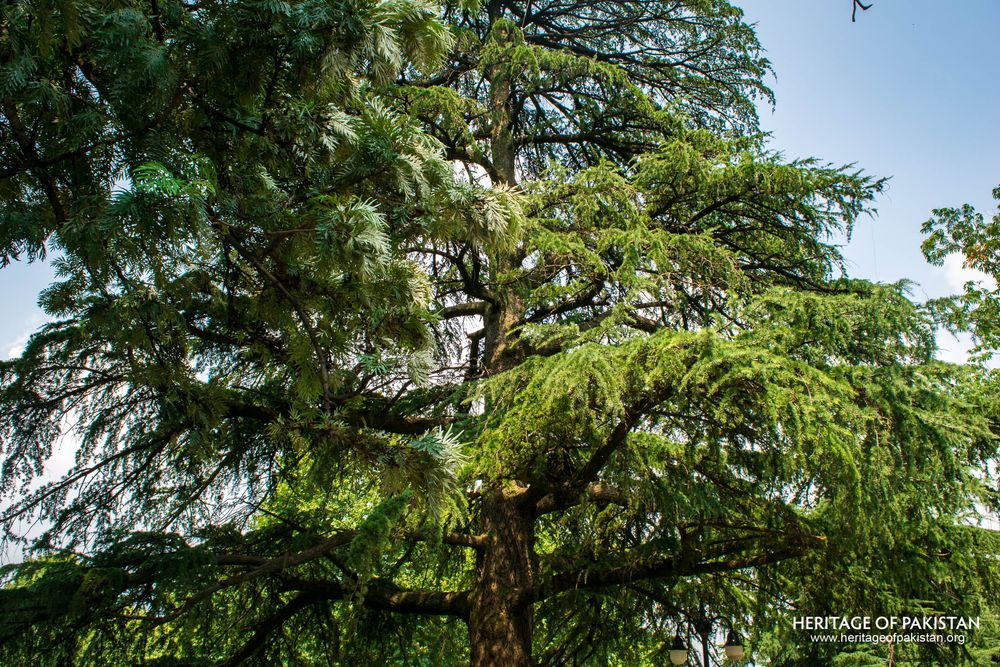 Majestic cedar anchors the heart of Lady Garden Park.